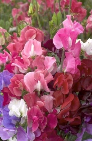 LATHYRUS ODORATUS (FLOR DE GUISANTE)