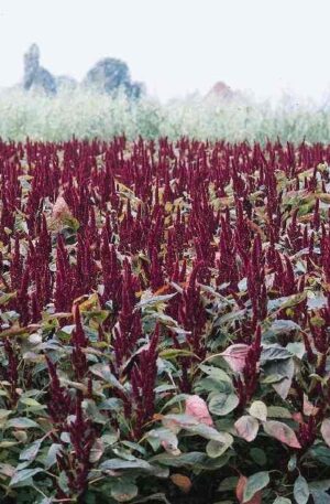 AMARANTHUS SANGUINEUS NANUS