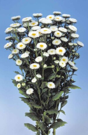ASTER MATSUMOTO WHITE