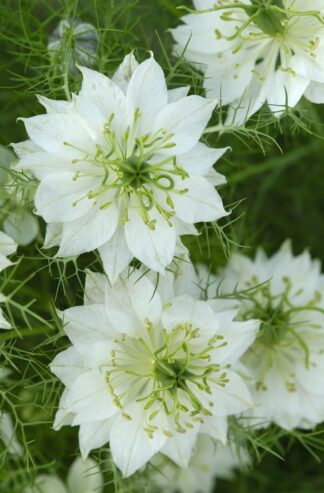 NIGELLA DAMASCENA FLORAPLENA ALBION GREEN POD