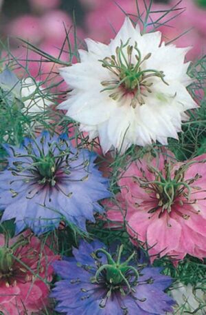 NIGELLA DAMASCENA PERSIAN JEWELLS