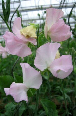 LATHYRUS SPRING SUNSHINE BLUSH