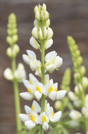 LUPINUS CRUCKSHANKI JAVELIN WHITE