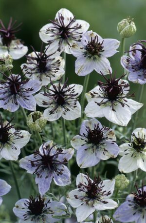 NIGELLA AFRICAN BRIDE