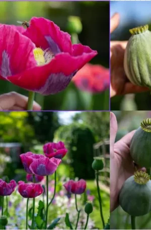 PAPAVER SOMNIFERUM BOWLING BALL -SEMILLA-