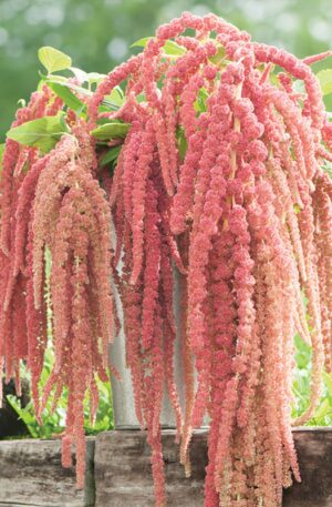 AMARANTHUS CORAL FOUNTAIN -SEMILLA-