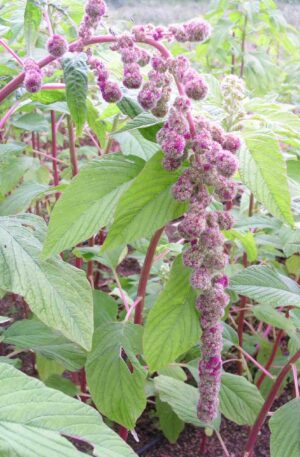 AMARANTHUS MIRA -SEMILLA-