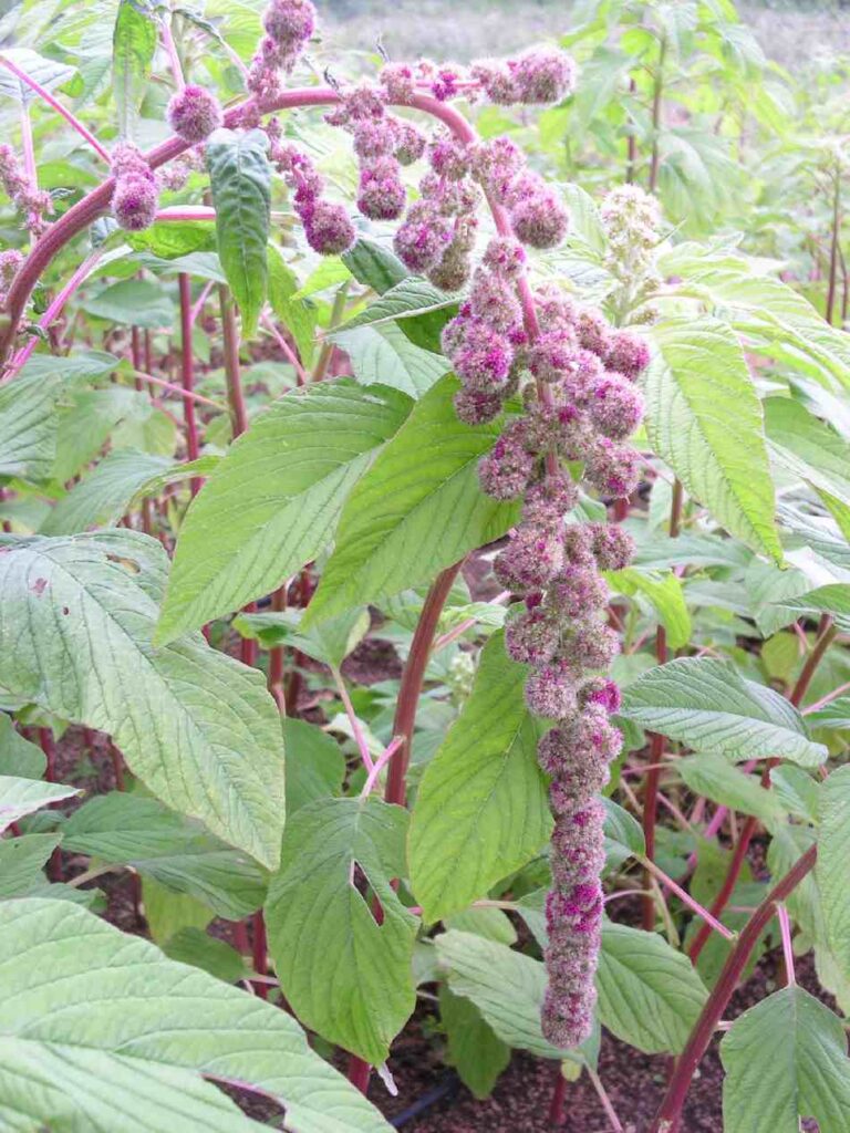 AMARANTHUS MIRA -SEMILLA-