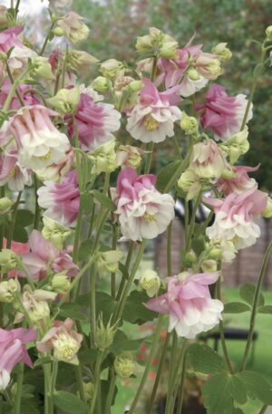 AQUILEGIA PINK PETTICOAT -SEMILLA-