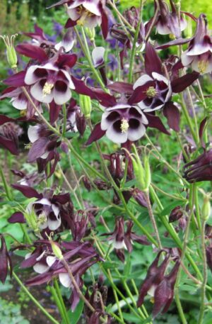 AQUILEGIA WILLIAM GUINNESS -SEMILLA-