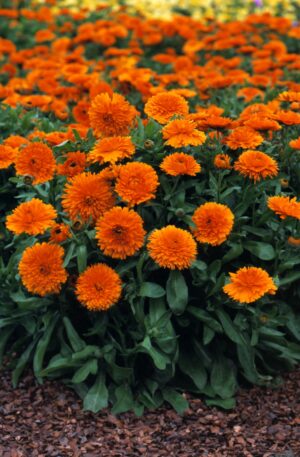 CALENDULA CANDYMAN ORANGE -SEMILLA-
