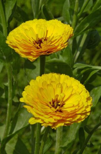 CALENDULA DOUBLE GOLDEN PRINCE -SEMILLA-