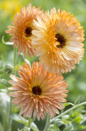 CALENDULA ORANGE FLASH
