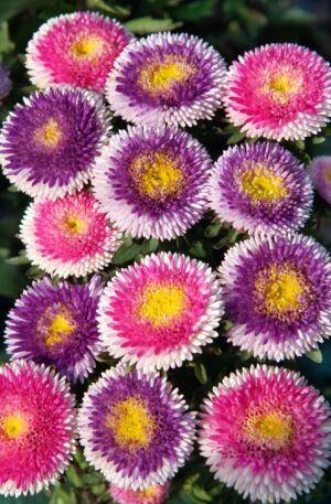 CALLISTEPHUS LILLIPUT MIX