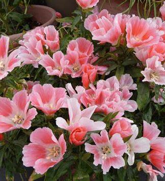 GODETIA AMOENA AURORA -SEMILLA-