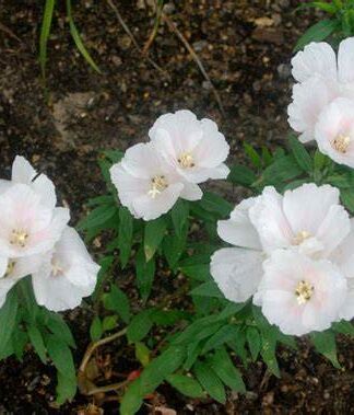 GODETIA AMOENA MEMORIA -SEMILLA-