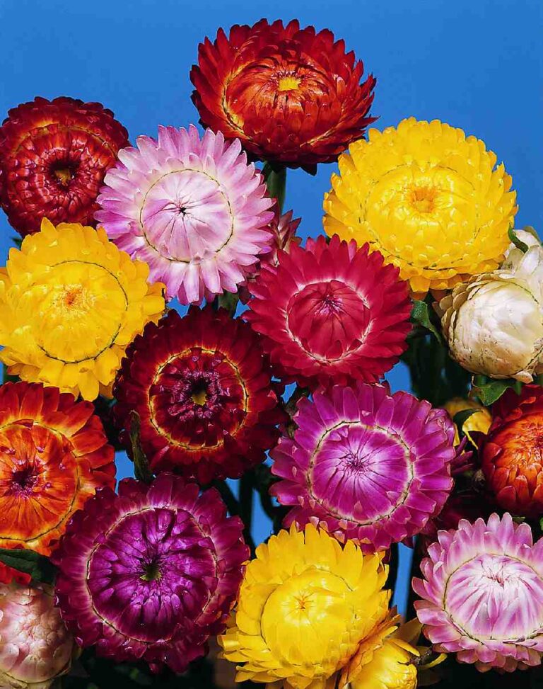 HELICHRYSUM FORMULA MIX -SEMILLA-