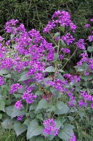 LUNARIA VIOLET -SEMILLA-