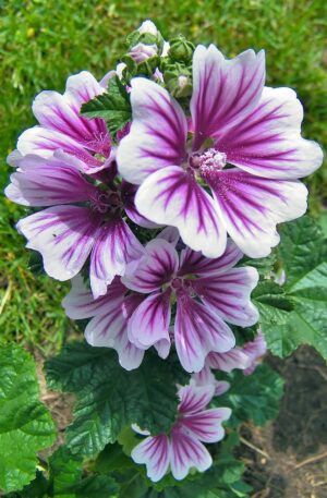 MALVA SYLVESTRIA ZEBRINA -SEMILLA-