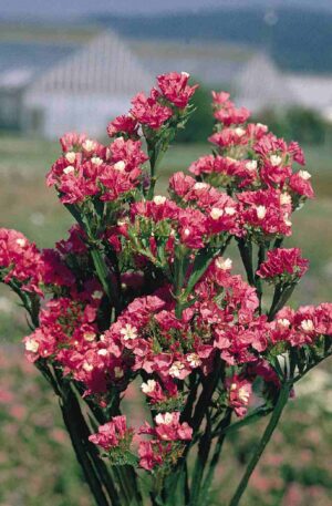 STATICE PACIFIC ROSE -SEMILLA-