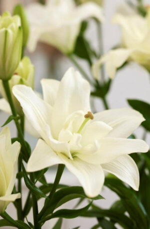 LILIUM BELVEDERE -BULBO-