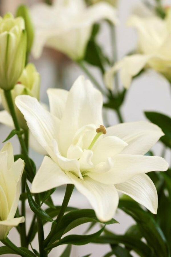LILIUM BELVEDERE -BULBO-