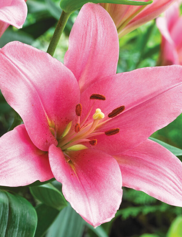 LILIUM BRINDISI