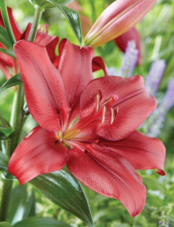LILIUM FORZA RED