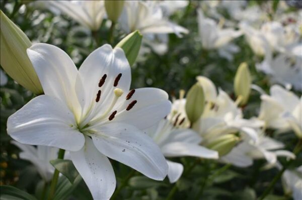 LILIUM LITOUWEN