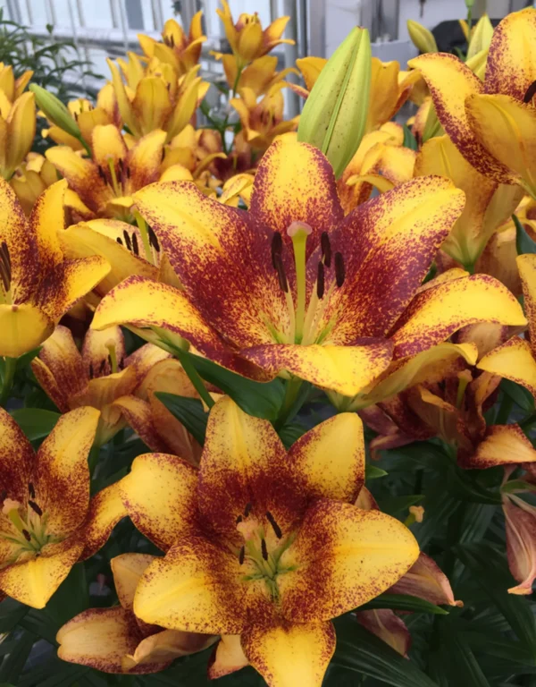 LILIUM SWEET VALLEY