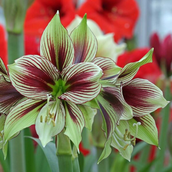 AMARYLLIS PAPILIO (VARIEDAD COLECCIONISTA)