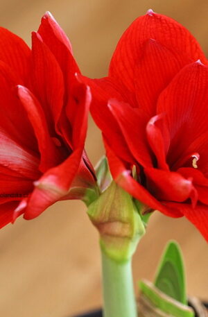 DOUBLE DRAGON HIPPEASTRUM
