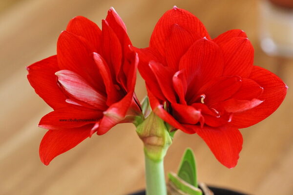 DOUBLE DRAGON HIPPEASTRUM