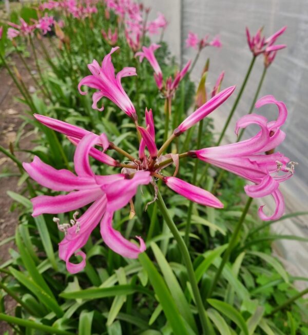 NERINE BOWDENII (BULBO CALIBRE GRANDE)