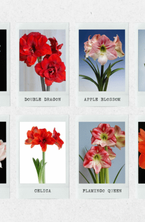 BULBO AMARYLLIS SURTIDO