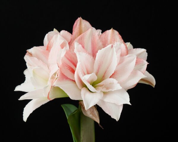 BULBO AMARYLLIS NO CATALOGADO - Image 7