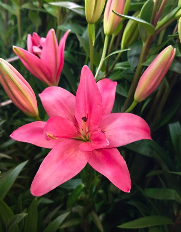LILIUM SENTOSA -BULBO-