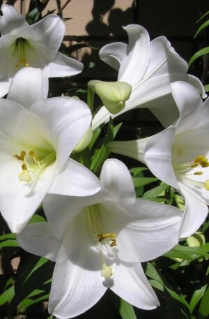 FREDO -AZUCENA HIBRIDA-