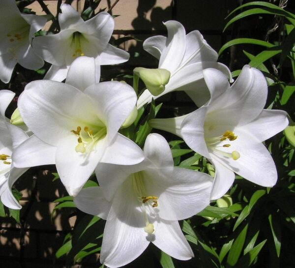 FREDO -AZUCENA HIBRIDA-