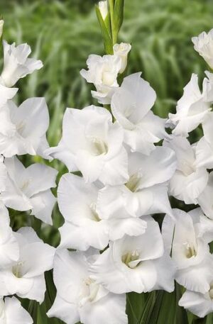 WHITE PROSPERITY -GLADIOLO-