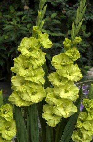 GREEN STAR